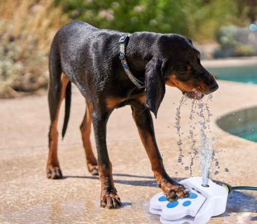 Pet Treatment Önitató ivókút kutyáknak